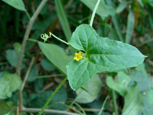  Male flowers, leaf and Tendril